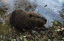 Image result for Beaver Sc