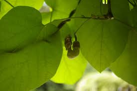 Attēlu rezultāti vaicājumam “Aristolochia durior leaf”