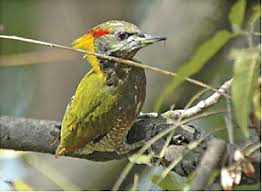 Attēlu rezultāti vaicājumam “Picus canus”