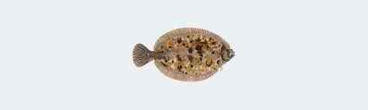 Image result for Microstomus kitt