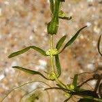 Attēlu rezultāti vaicājumam “Callitriche hermaphroditica leaf”