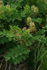 Attēlu rezultāti vaicājumam “Astragalus glycyphyllos fruit”