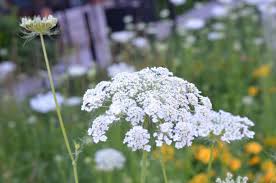 Attēlu rezultāti vaicājumam “Cicuta virosa flower”