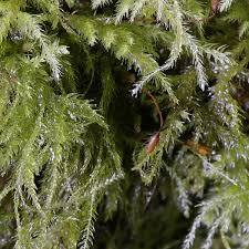 Attēlu rezultāti vaicājumam “Isothecium myosuroides”