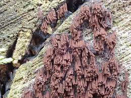 Attēlu rezultāti vaicājumam “Stemonitopsis aequalis var. microspora spores”