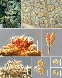 Attēlu rezultāti vaicājumam “Phragmidium sp.”