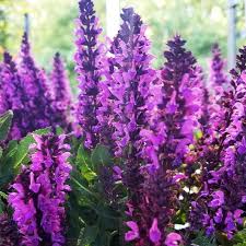 Image result for Salvia nemorosa