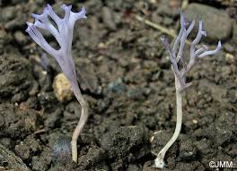 Attēlu rezultāti vaicājumam “Ramariopsis pulchella”