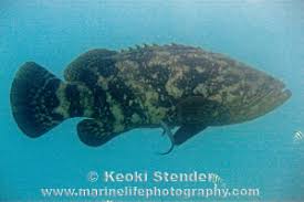 Image result for Epinephelus itajara