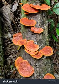 Attēlu rezultāti vaicājumam “Pycnoporus cinnabarinus”