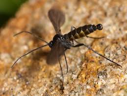 Attēlu rezultāti vaicājumam “Sciaridae”