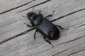 Attēlu rezultāti vaicājumam “Ceruchus chrysomelinus”