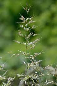 Attēlu rezultāti vaicājumam “Arrhenatherum elatius”