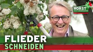 Image result for flieder