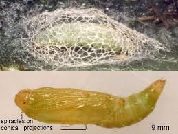 Attēlu rezultāti vaicājumam “Scardia boletella pupa”