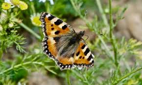 Image result for Small Tortoiseshell