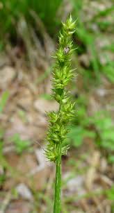 Attēlu rezultāti vaicājumam “Carex loliacea fruit”