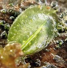 Attēlu rezultāti vaicājumam “Plagiomnium medium”