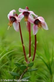 Attēlu rezultāti vaicājumam “Oxycoccus palustris”