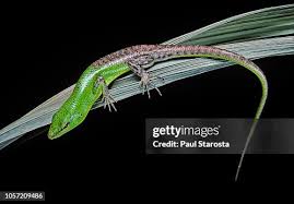 Risultati immagini per dasia smaragdina