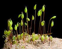 Attēlu rezultāti vaicājumam “Bryales”