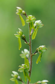 Attēlu rezultāti vaicājumam “Listera ovata flower”