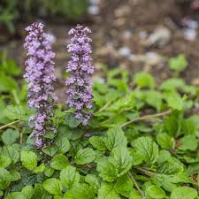 Image result for Ajuga reptans