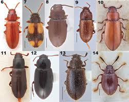 Attēlu rezultāti vaicājumam “Tenebrionidae”