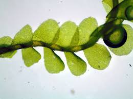 Attēlu rezultāti vaicājumam “Jungermannia hyalina”