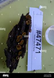 Attēlu rezultāti vaicājumam “Chlorencoelia versiformis”