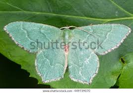 Attēlu rezultāti vaicājumam “Hemithea aestivaria”