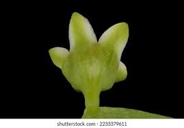 Attēlu rezultāti vaicājumam “Thesium ebracteatum”