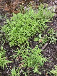 Attēlu rezultāti vaicājumam “Leersia oryzoides”