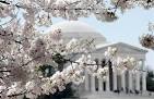CHERRY BLOSSOM FESTIVAL urges Japan donations - Travel - News - msnbc.