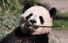 Résultat de recherche d'images pour "pandas"