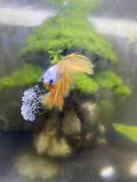 Attēlu rezultāti vaicājumam “Badhamia lilacina young”