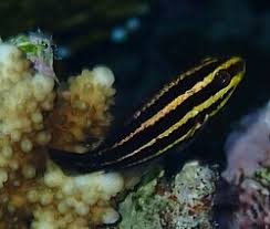 Image result for Chlorurus gibbus