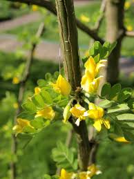 Attēlu rezultāti vaicājumam “Caragana arborescens flower”