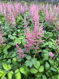 Attēlu rezultāti vaicājumam “Astilbe chinensis”