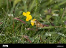 Attēlu rezultāti vaicājumam “Hesperia comma underside”