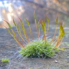 Attēlu rezultāti vaicājumam “Tortula muralis sporophyte”
