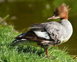 Attēlu rezultāti vaicājumam “Mergus merganser”