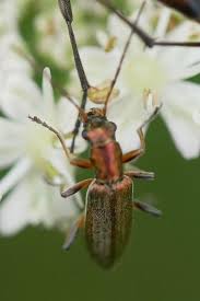 Attēlu rezultāti vaicājumam “Chrysanthia geniculata”
