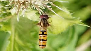 Attēlu rezultāti vaicājumam “Episyrphus balteatus”