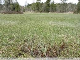 Attēlu rezultāti vaicājumam “Calliergon megalophyllum”