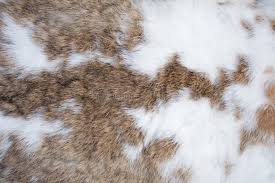 Image result for white rabbit skin texture