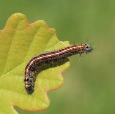 Attēlu rezultāti vaicājumam “Malacosoma neustria”