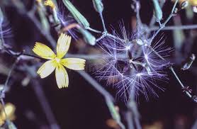 Attēlu rezultāti vaicājumam “Mycelis muralis flower”