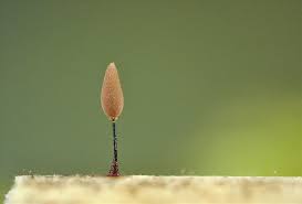 Attēlu rezultāti vaicājumam “Comatricha tenerrima”