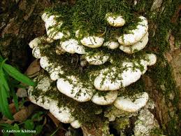 Attēlu rezultāti vaicājumam “Oxyporus”